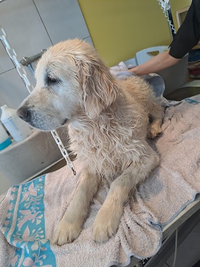 Beauty Dog & Cat, Toiletteur pour Animaux à Rocheservière