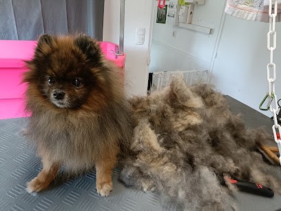 O'Prestige Canin, Toiletteur pour Animaux à Caussade