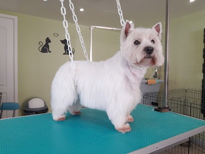 Nature & Chien, Toiletteur pour Animaux à Trémoins