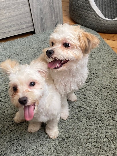 Cabo'Chat, Toiletteur pour Animaux à Sotteville-lès-Rouen