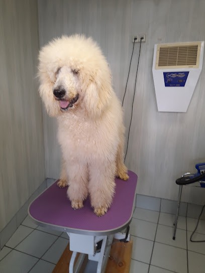Toutou Prop', Toiletteur pour Animaux à Tulle