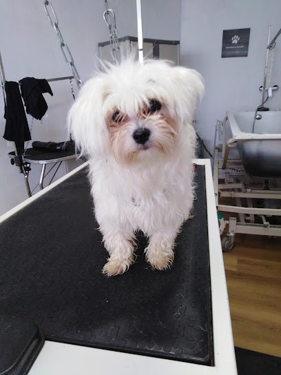 Salon De Toilettage Animalook, Toiletteur pour Animaux à La Souterraine