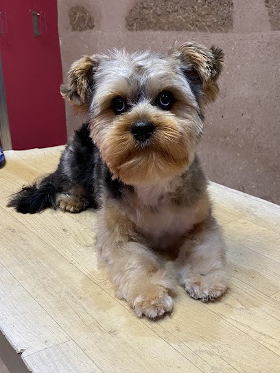 Play Dog's, Toiletteur pour Animaux à Objat