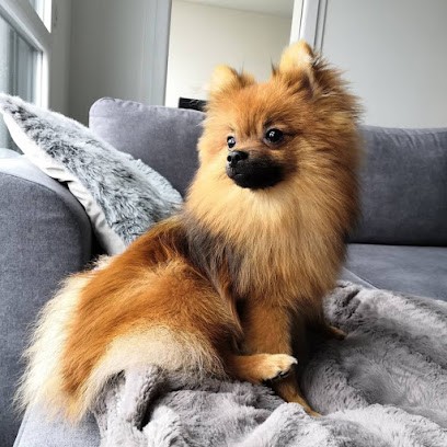 AU ROYAUME CANIN, Toiletteur pour Animaux à Marly