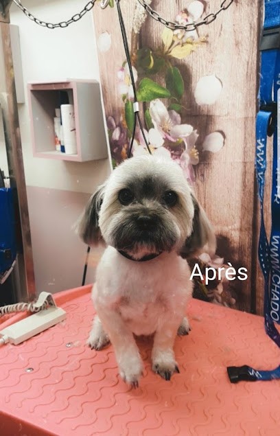 Gueule D'Ange, Toiletteur pour Animaux à Vaulx-en-Velin