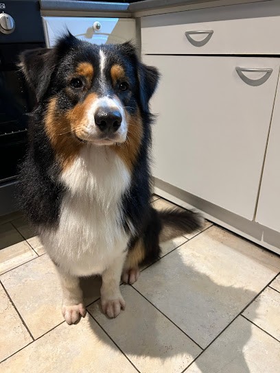 La Carde à Chiens - Toiletteur Chien Et Chat - Caen Mondeville, Toiletteur pour Animaux à Mondeville