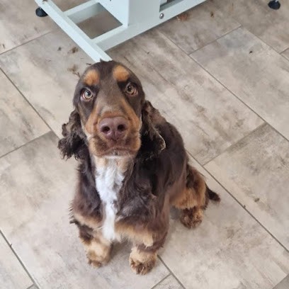 La Patte De Stef, Toiletteur pour Animaux à Saverdun