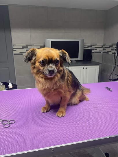 Just'O Poil, Toiletteur pour Animaux à L'Horme