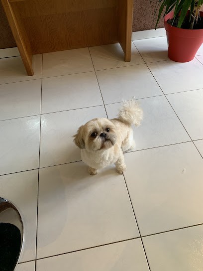 Toutoutifs, Toiletteur pour Animaux à Villé