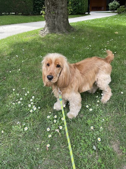 Dog Saloon, Toiletteur pour Animaux au Chesnay