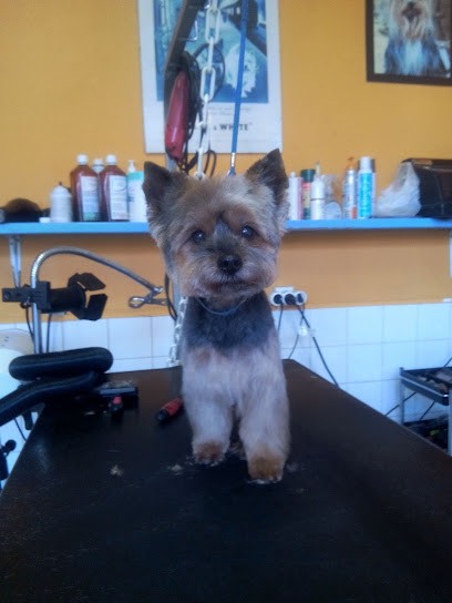 DOG STORY, Toiletteur pour Animaux à Yvetot