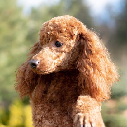 Dog's'style Toilettage, Toiletteur pour Animaux à Xertigny