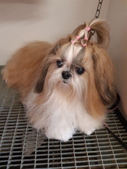 Cat'Pattes, Toiletteur pour Animaux à Mondelange