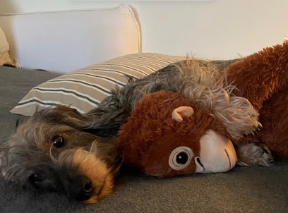 NATUREL DOG, Toiletteur pour Animaux à Villedieu-les-Poêles-Rouffigny