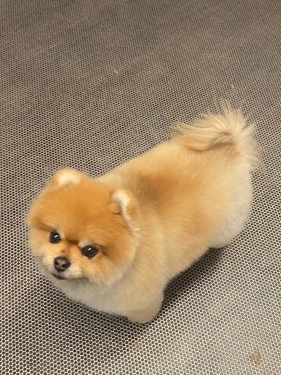 Audrey Toutou, Toiletteur pour Animaux à Talange