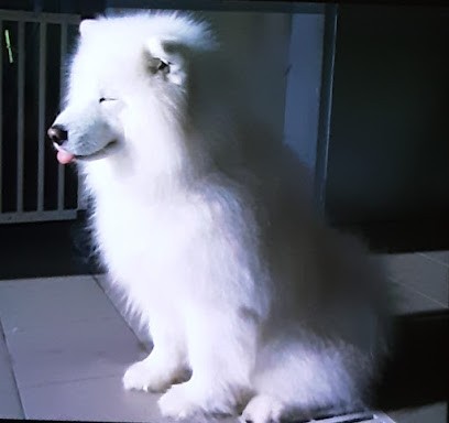 Doggy Bulle, Toiletteur pour Animaux à Nangy