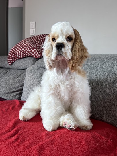 Au Bonheur Canin & Felin La Ravoire, Toiletteur pour Animaux à La Ravoire