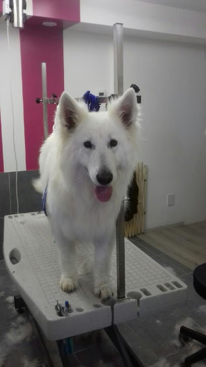 Au Paradis Canin, Toiletteur pour Animaux à Tenteling