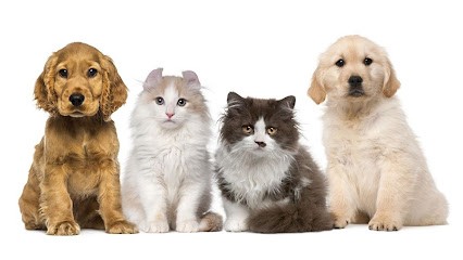 Toutou Matheux Mélanie Toilettage, Toiletteur pour Animaux à Saint-Christophe-du-Bois