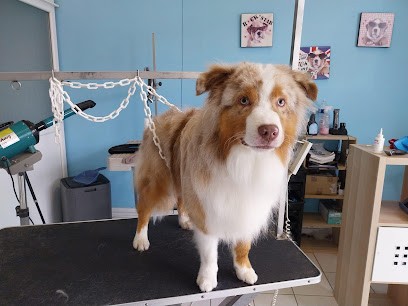 Chat D'Coiff, Toiletteur pour Animaux à Maubeuge