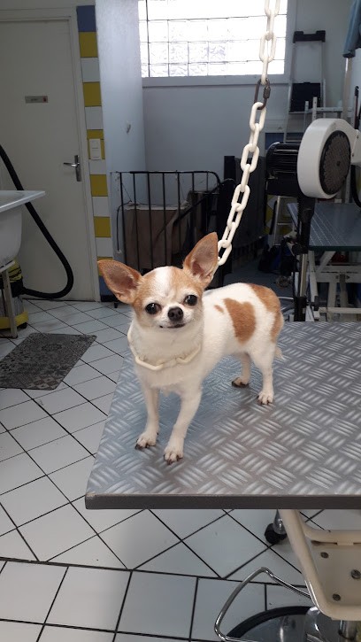 Animaux Services, Toiletteur pour Animaux à Cournon-d'Auvergne