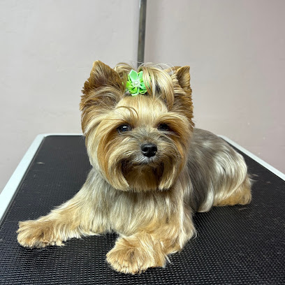 Eleo'poils Toiletteur Pour Animaux à Châlons-en-Champagne