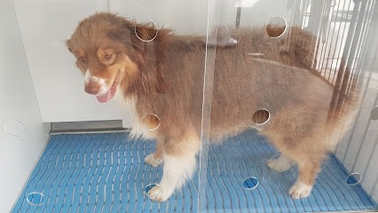 Paradis canin, Toiletteur pour Animaux à Léon