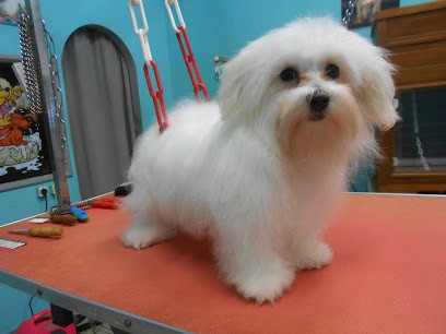 La Bichonnerie Henin, Toiletteur pour Animaux à Hénin-Beaumont