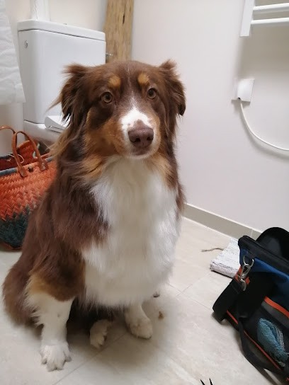 Doggy Dog, Toiletteur pour Animaux à Mudaison