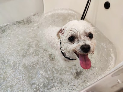 Patte Blanche, Salon De Toilettage, Toiletteur pour Animaux à Saint-Claude