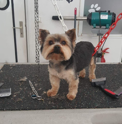 Canilook, Toiletteur Pour Animaux à Saint-André-de-la-Roche