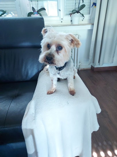 Look canin, Toiletteur pour Animaux à Montigny-lès-Metz