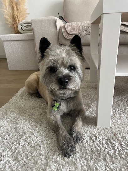 Bubble Dog, Toiletteur pour Animaux à Levallois-Perret