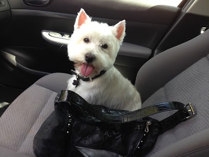 Les Six Os D'Or, Toiletteur pour Animaux à Nancy