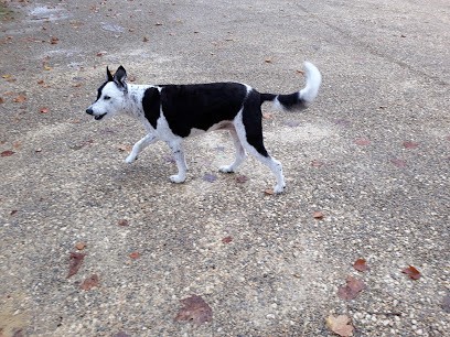 Cani'Coif', Toiletteur pour Animaux à Terrasson-Lavilledieu