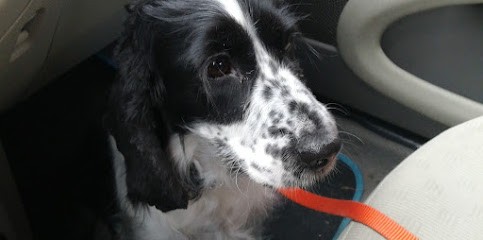 Jourdain Matthieu Didier Marceau, Toiletteur pour Animaux à Bois-Guillaume