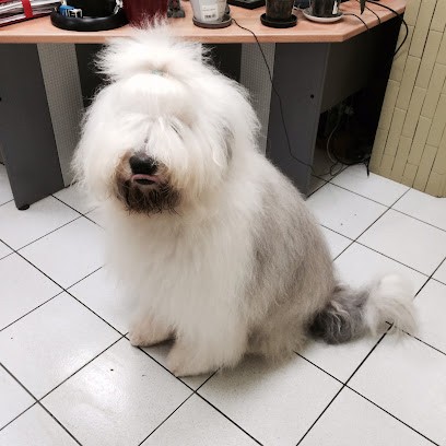 Herve Toilettage, Toiletteur pour Animaux à Ozoir-la-Ferrière