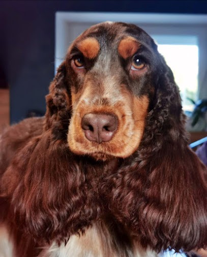 Bill Et Bulles Toilettage, Toiletteur pour Animaux à Plabennec