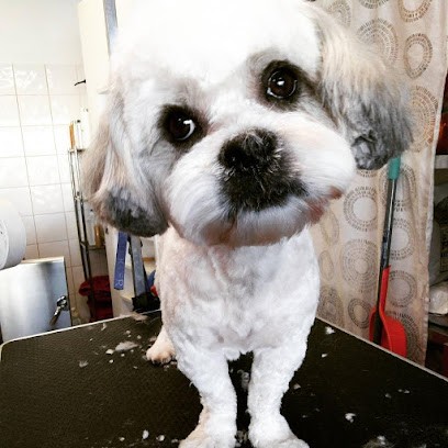 Toilettage Canin Youpi Dog, Toiletteur pour Animaux à Talence