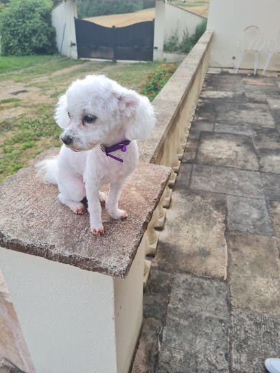 Toutou Tif, Toiletteur pour Animaux à Montélimar
