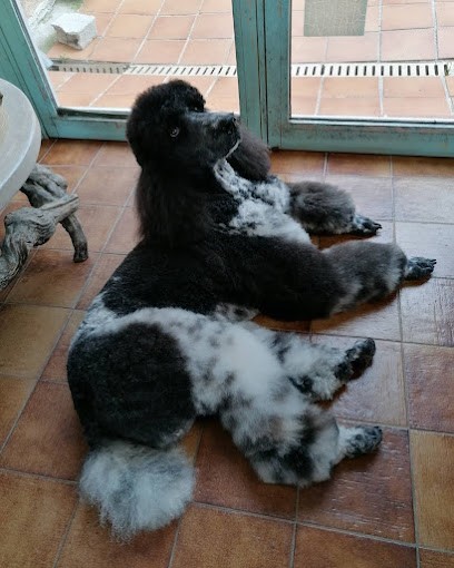 Canine Center Azur Toilettage, Toiletteur pour Animaux à Vallauris