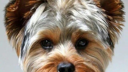 CANI’LY, Toiletteur pour Animaux à Thonon-les-Bains