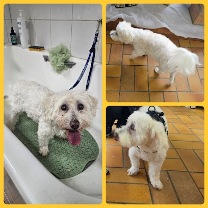 Os Beaux Chiens, Toiletteur pour Animaux à Perros-Guirec