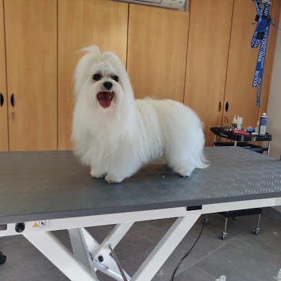 Coiff' Toutou, Toiletteur pour Animaux à Seltz