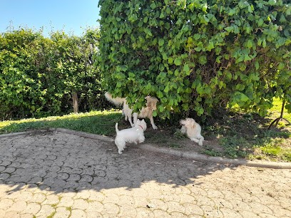 Car Pat Toilettage, Toiletteur pour Animaux à Succieu