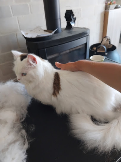 Coiff'animaux, Toiletteur Pour Animaux à Machy