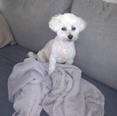 CHIC A POIL, Toiletteur pour Animaux à Saint-Doulchard