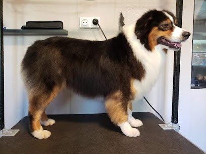 CG TOILETTAGE, Toiletteur pour Animaux à Malemort