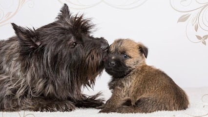 K Animals, Toiletteur pour Animaux à Saint-Sulpice-la-Pointe
