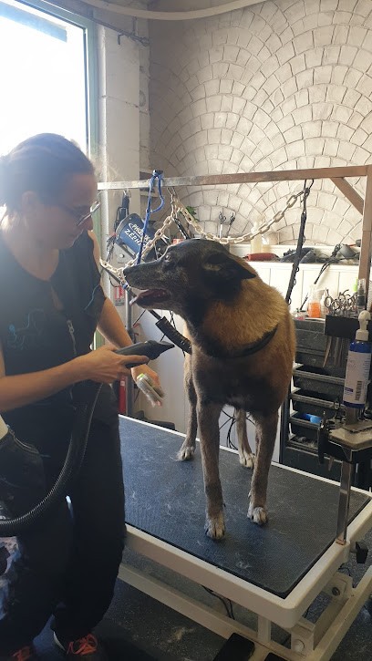 O Poil Zen, Toiletteur pour Animaux à Saint-Sornin-Lavolps